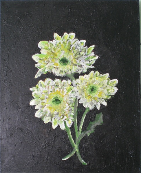 Single Chrysanthemum